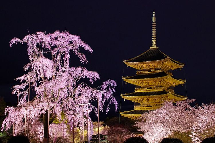【2026年版】京都の桜名所ガイド!あなたの気分にぴったりの絶景お花見スポット探し