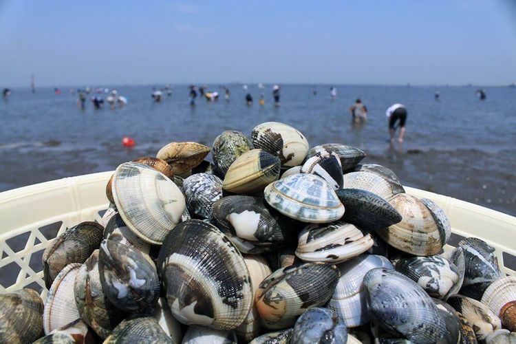 千葉限定潮干狩りバージョン 千葉県無料潮干狩りスポット｜道具とコツで初心者も楽しめる貝