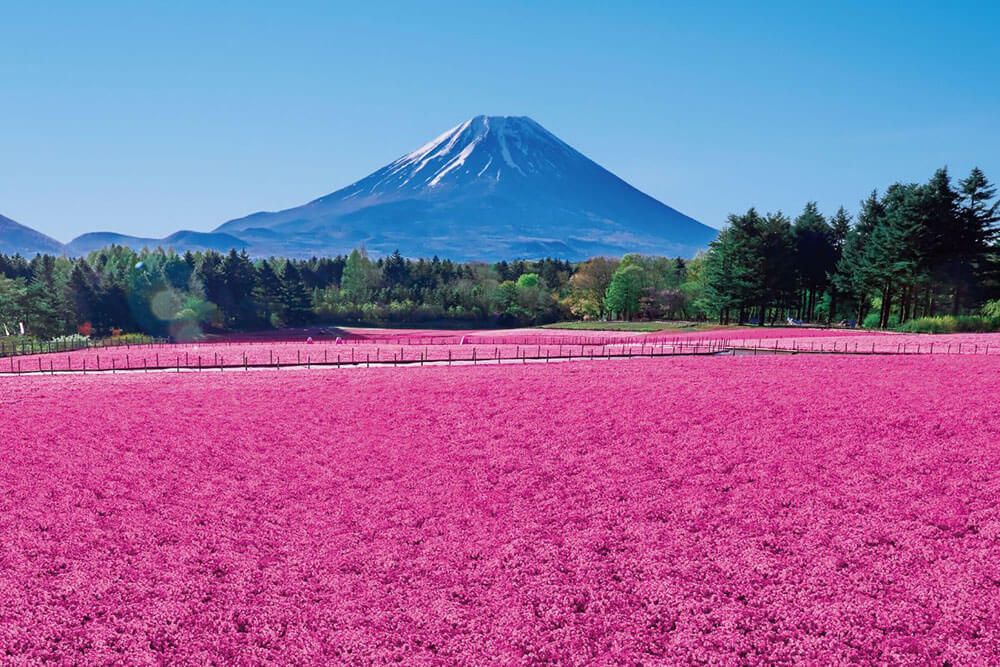 桜と富士山の写真 額入り 桜と富士山の写真 額入り