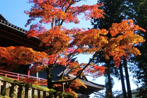 【2025年版】日光紅葉シーズン完全ガイド！絶景スポットを巡ろう