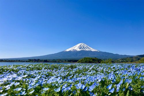 河口湖のおすすめランチスポット4選!魅力あふれる自然と味覚を堪能