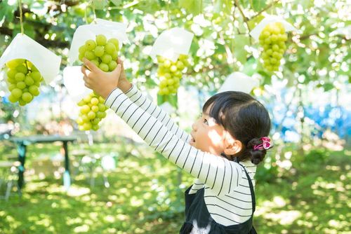 山梨でぶどう狩り!ベストな時期や農園の選び方、おすすめ農園4選