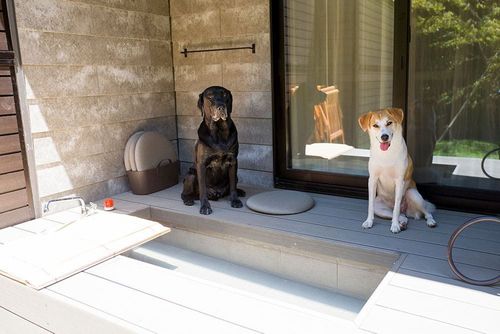 【大型犬もOK】ペットとのんびり箱根旅行プラン！ ランチ＆宿＆観光